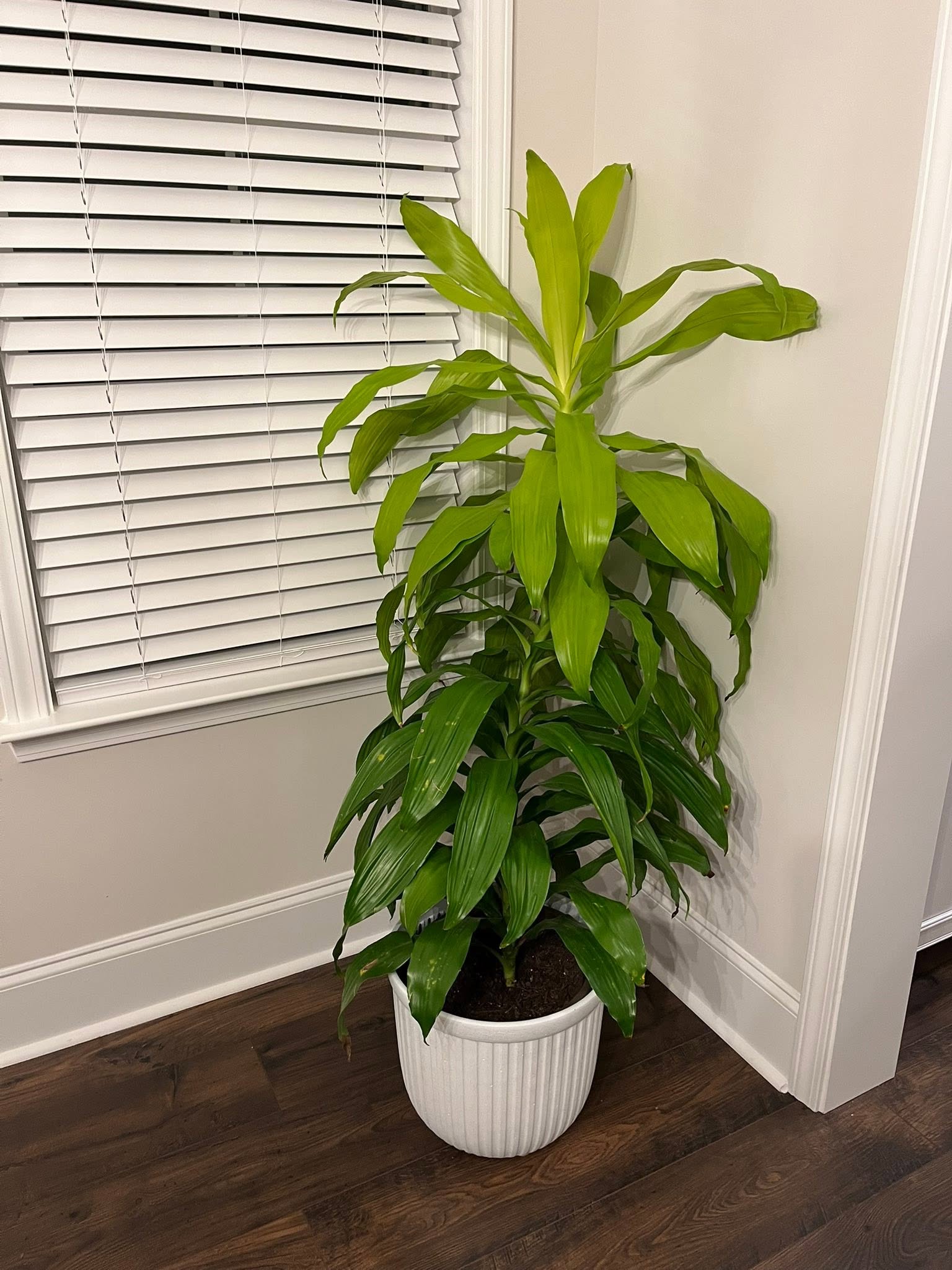 dracena trująca dla kota - dracena wonna w donicy