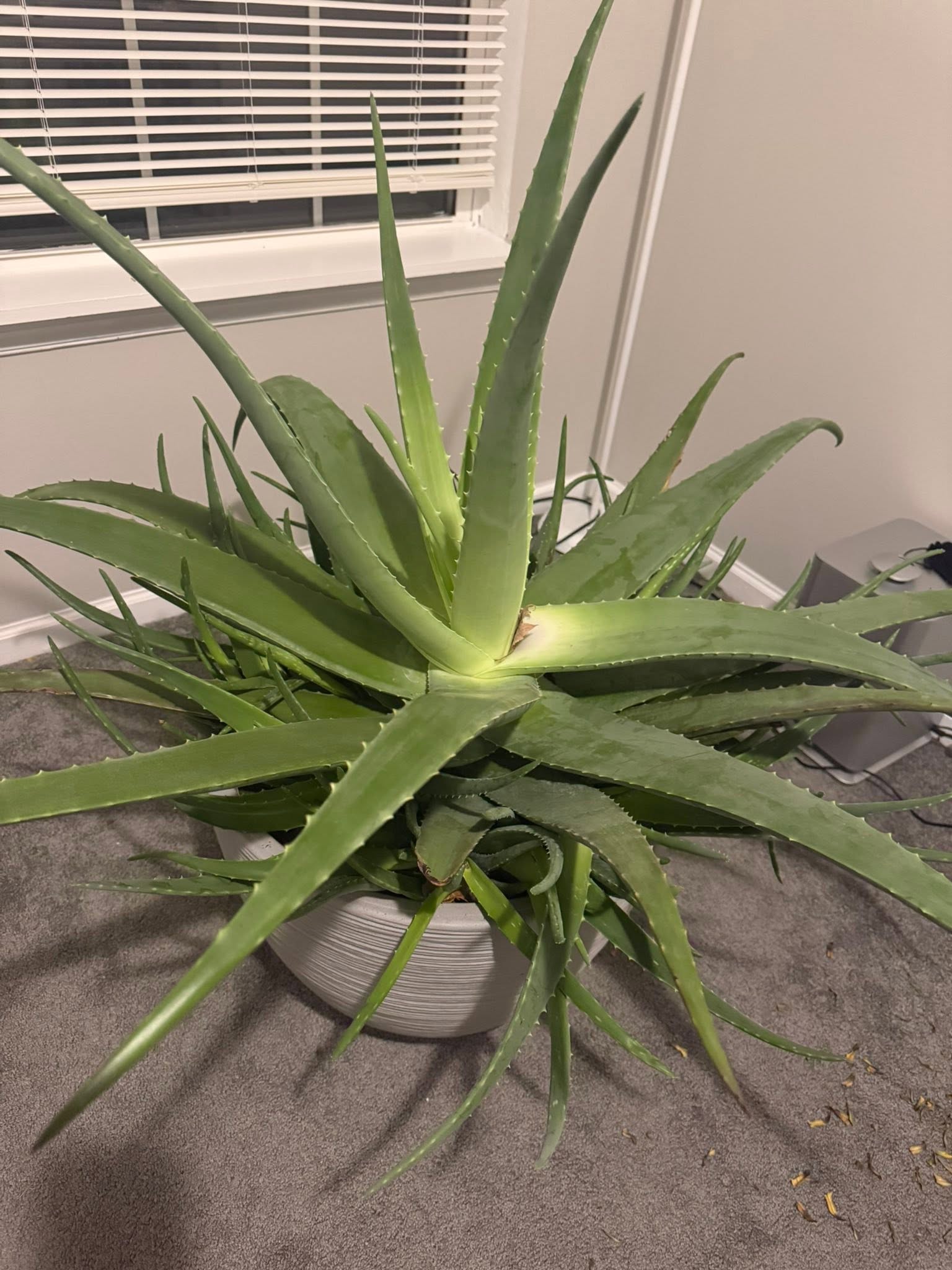 czy aloes jest trujący dla kota - duży aloes w doniczce przy oknie